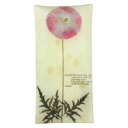 Pink Poppy