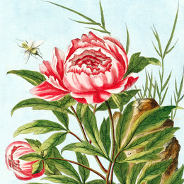 Peony Silk Scarf from the John Derian picture book