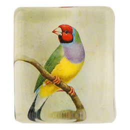 Red-Headed Gouldian Finch
