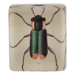 European Beetle