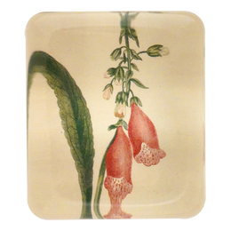 Foxglove