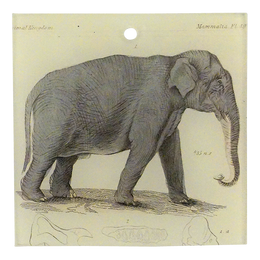 Elephant Pl. 49