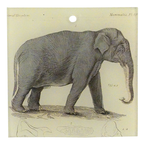 Elephant Pl. 49