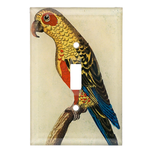 Parrot #6