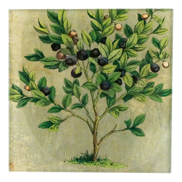Blueberries