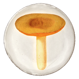 Agaric Sapide Saucer