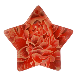 Paeonia - LAST CHANCE