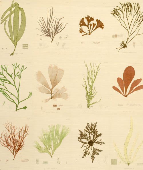 Sea Plants Original Grasscloth