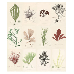 Sea Plants
