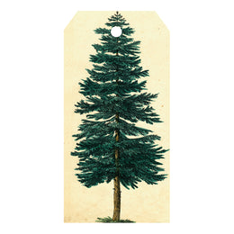 Evergreen Tree