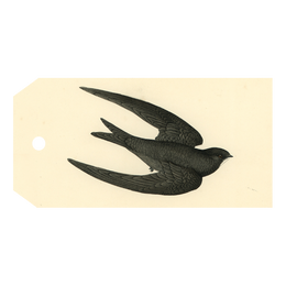 Swift Bird (Swallow)