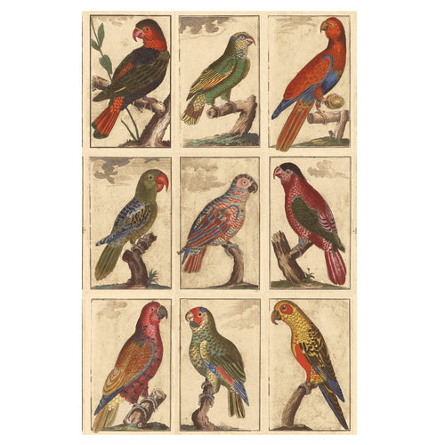 Tropical Birds - Parchment