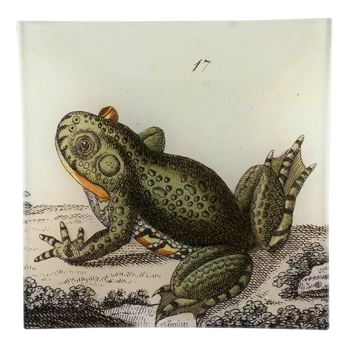 Frog #17