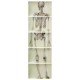 Skeleton, Back View (5 Pieces)