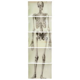 Skeleton, Front View (5 Pieces)