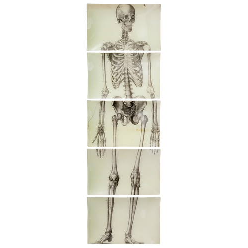 Skeleton, Front View (5 Pieces)