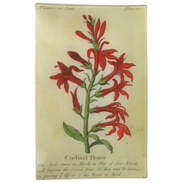 Cardinal Flower (Floral)