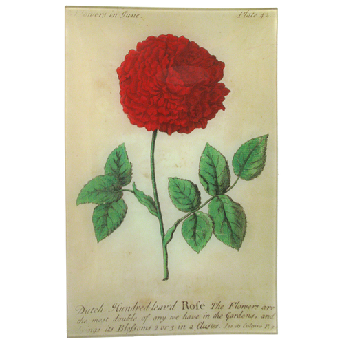 Dutch Rose (Floral)