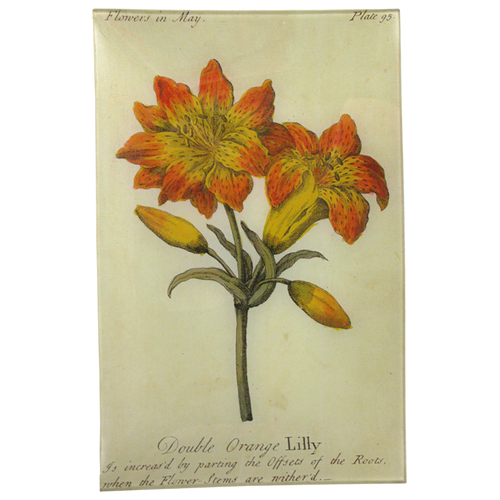 Double Orange Lily (Floral)