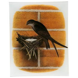 Chimney Swift - LAST CHANCE