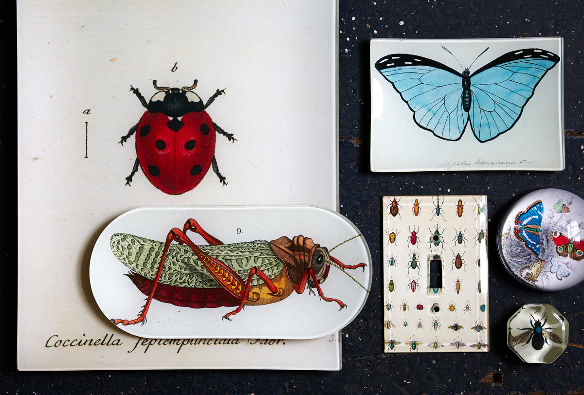 Glass trays of ladybug, grasshopper, butterfly, and other bugs on a table