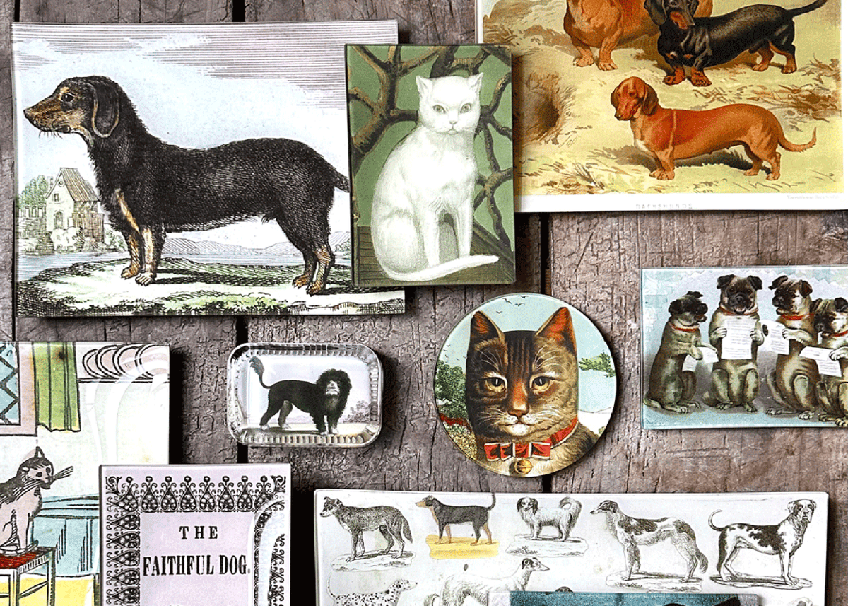 Cats & Dogs on Sale