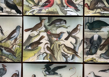 Birds