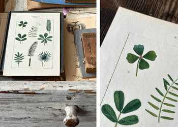 In the Drawer: Clover