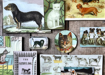 Domestic Animals