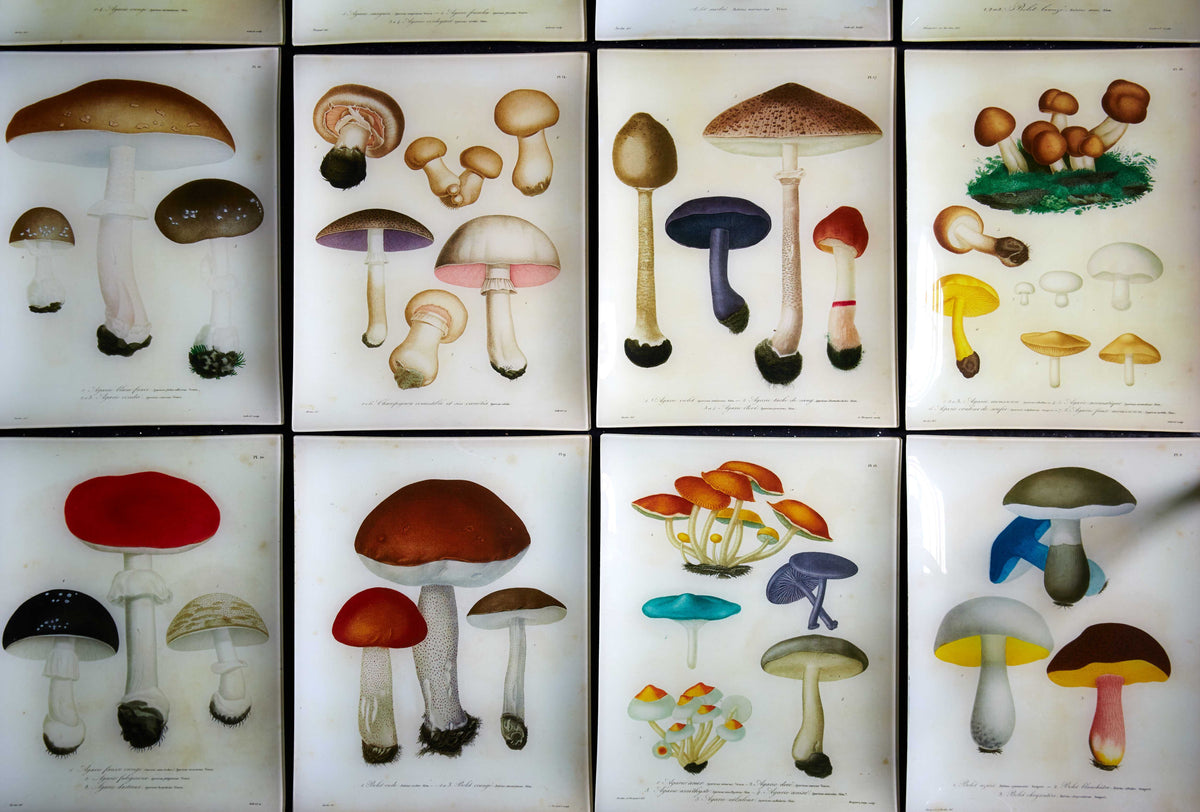 Mushroom tray series on a table