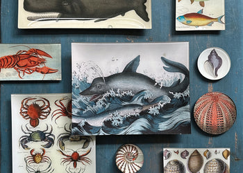 Sea Creatures