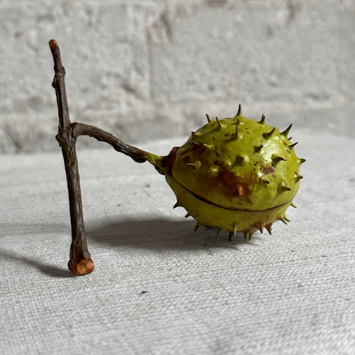 Porcelain Baby Horsechestnut Half Shell with Removable Nut & Lid on Twig