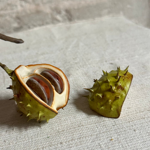 Porcelain Baby Horsechestnut Half Shell with Two Removable Nuts & Lid on Twig