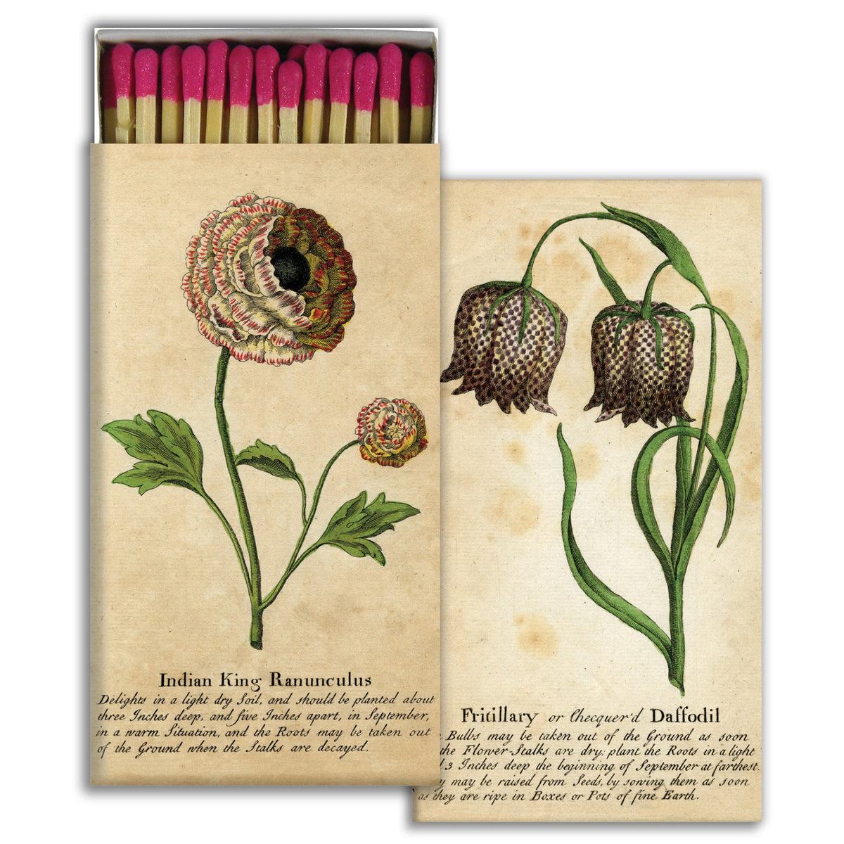 Ranunculus & Daffodill