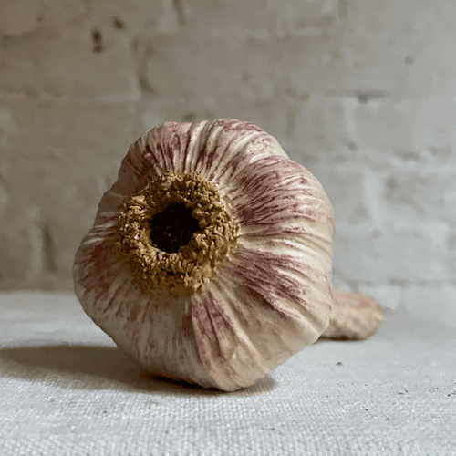Porcelain Pink Garlic