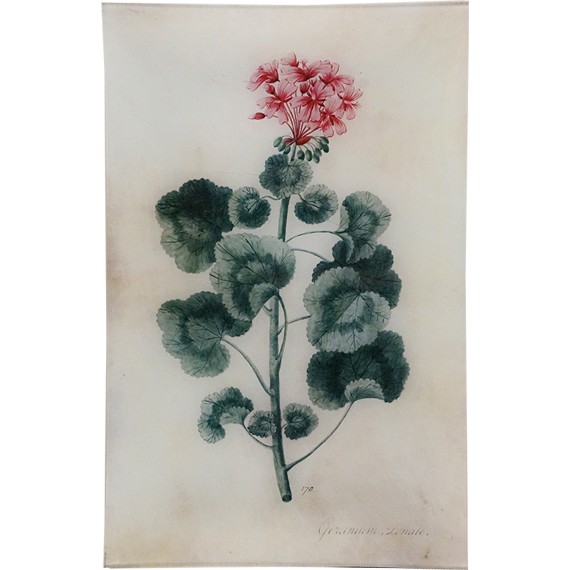 Geranium Zonale