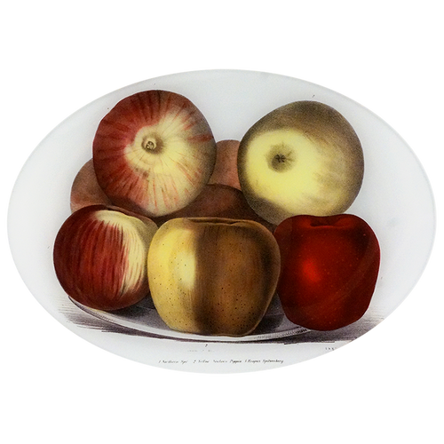 Endicots Apples - FINAL SALE