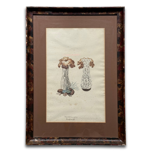 Pair of 19th-century Framed Fungi Illustrations