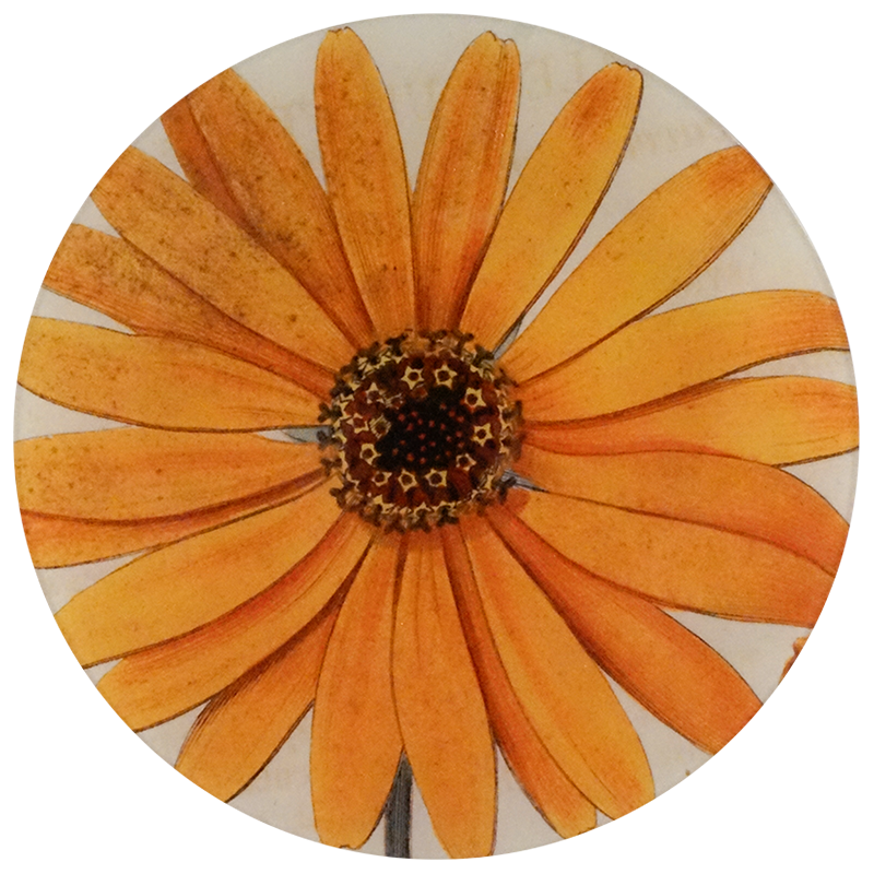 An eleven inch round glass plate with a yellow flower design on a white background.