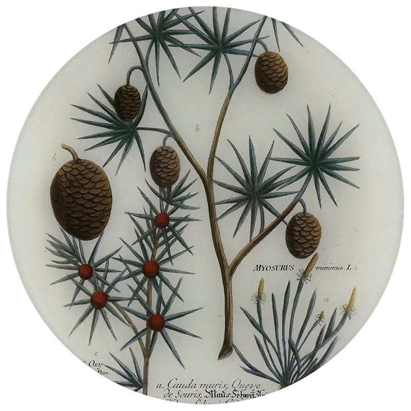 A five inch round plate featuring a handblown glass design with collaged paper that includes images of pine cones and foliage.