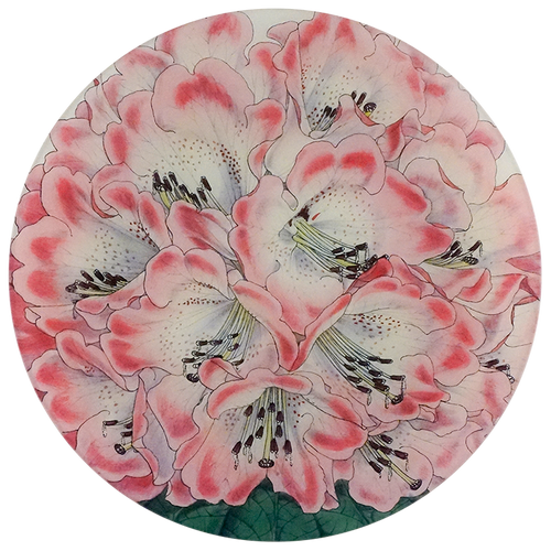 Rhododendron Nilagiricum