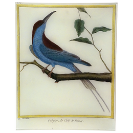 Bee-eater (Martinet)