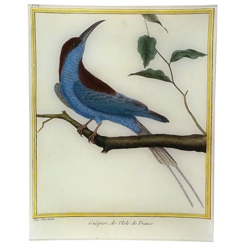 Bee-eater (Martinet)