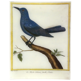 Blackbird (Martinet)