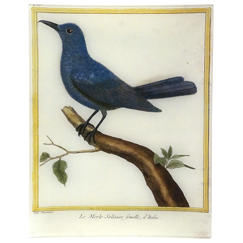 Blackbird (Martinet)