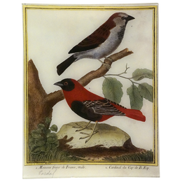 Cardinal (Martinet)