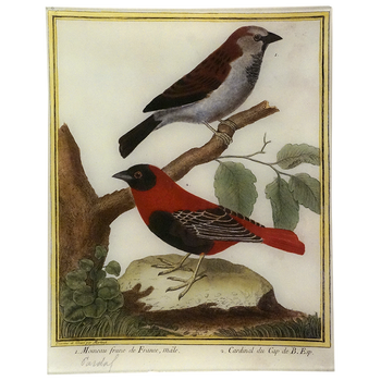 Cardinal (Martinet)