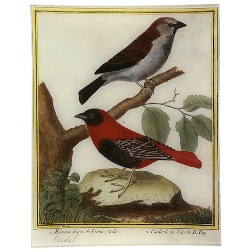 Cardinal (Martinet)