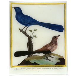 Cuckoo (Martinet)