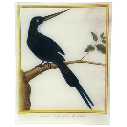Jacamar (Martinet)